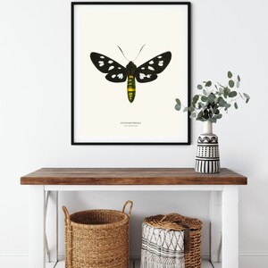 Vintage Nine spotted Moth Print image 3
