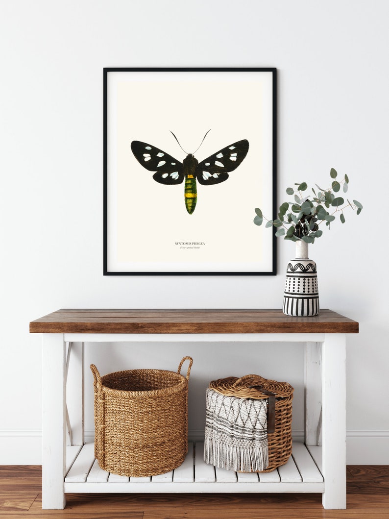 Vintage Nine spotted Moth Print image 3