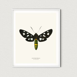 Vintage Nine spotted Moth Print image 1