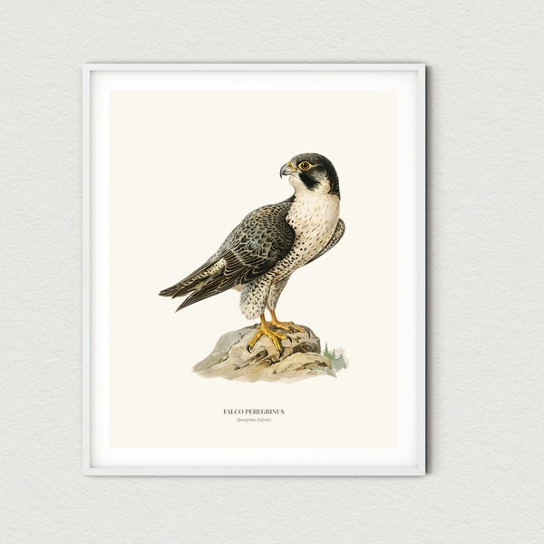 vintage Peregrine Falcon Print