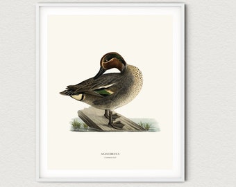 Vintage Common Teal Print