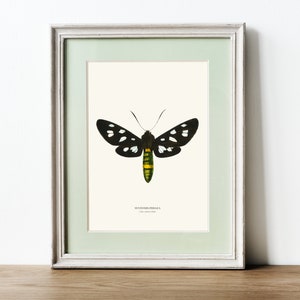 Vintage Nine spotted Moth Print image 4