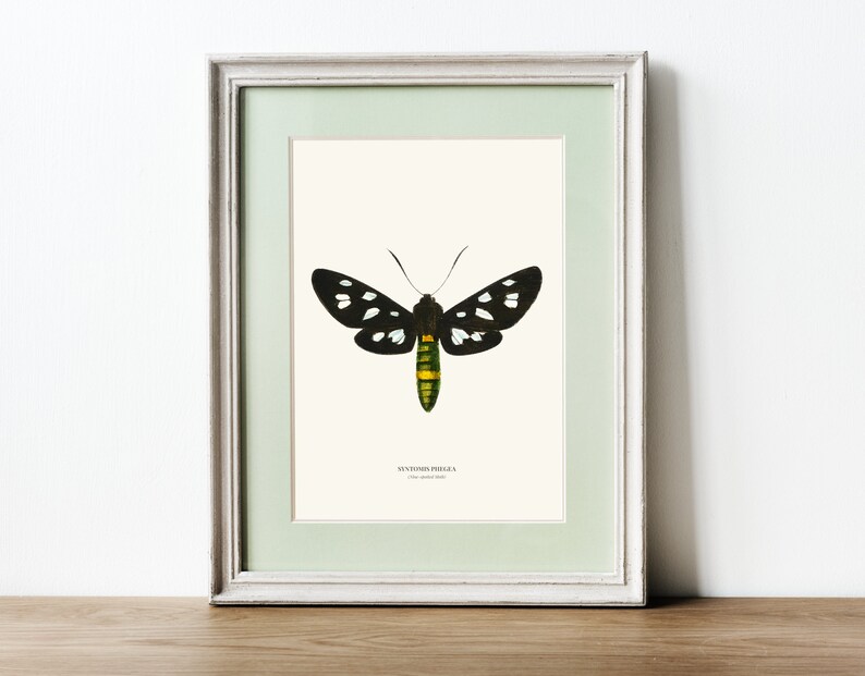 Vintage Nine spotted Moth Print image 4
