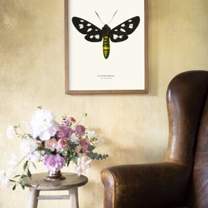 Vintage Nine spotted Moth Print image 6