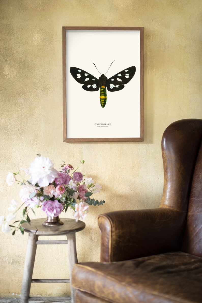 Vintage Nine spotted Moth Print image 6