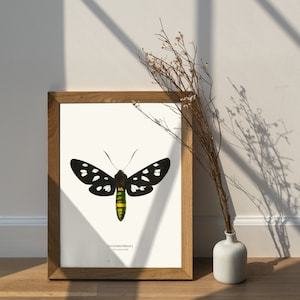 Vintage Nine spotted Moth Print image 5