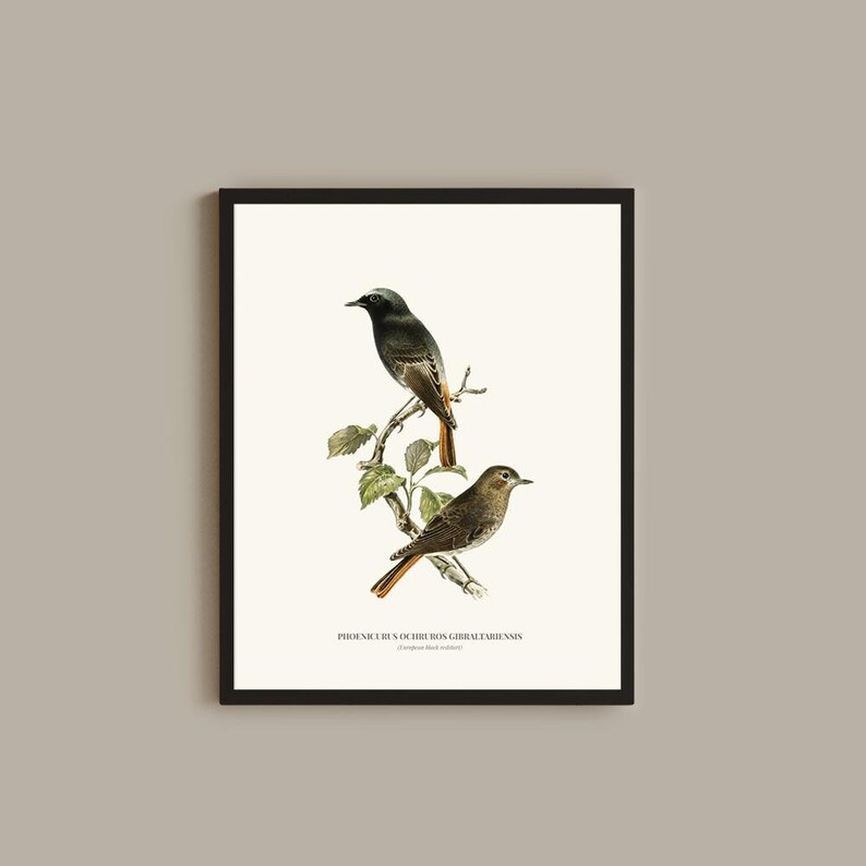 Vintage Black redstart Print Wall Art
