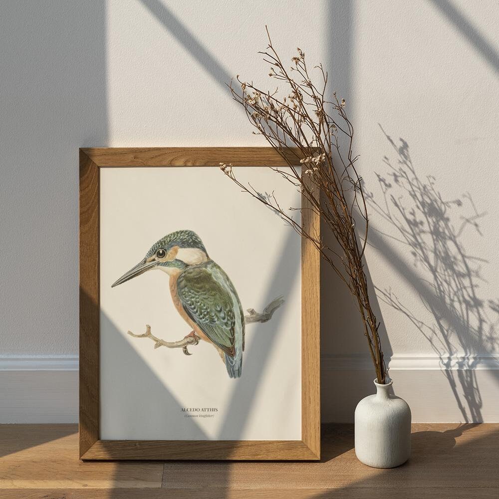 Vintage Common Kingfisher Print Wall Art Etsy