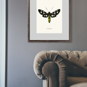 Vintage Nine spotted Moth Print image 7