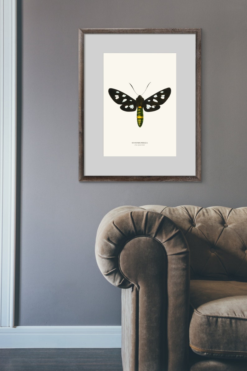 Vintage Nine spotted Moth Print image 7
