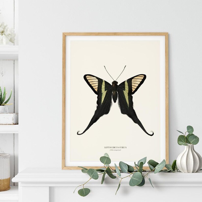 Vintage White dragontail Print Wall Art