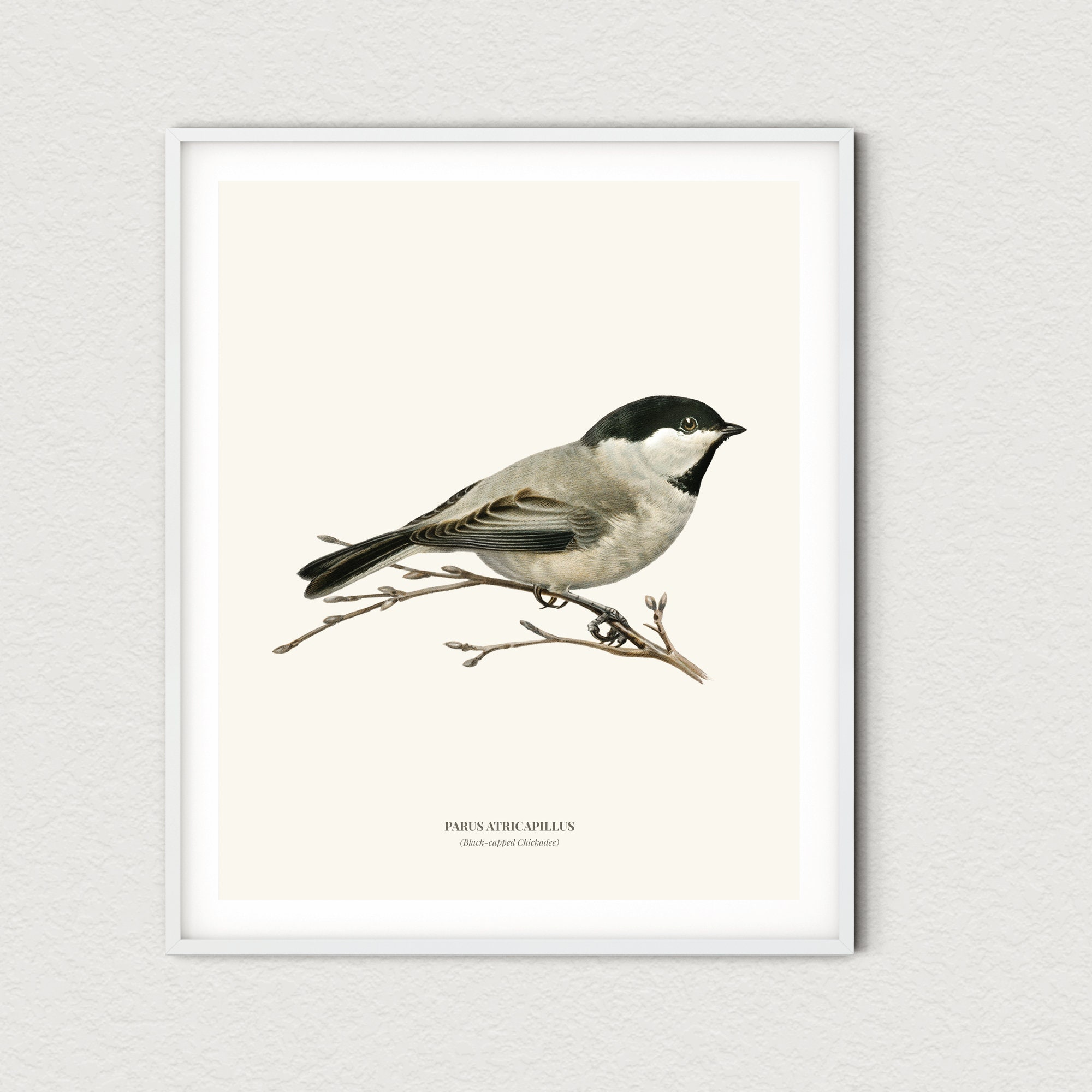 Vintage Black-capped Chickadee Print Vintage Black-capped Chickadee Print