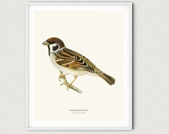 Vintage Eurasian Tree Sparrow Print
