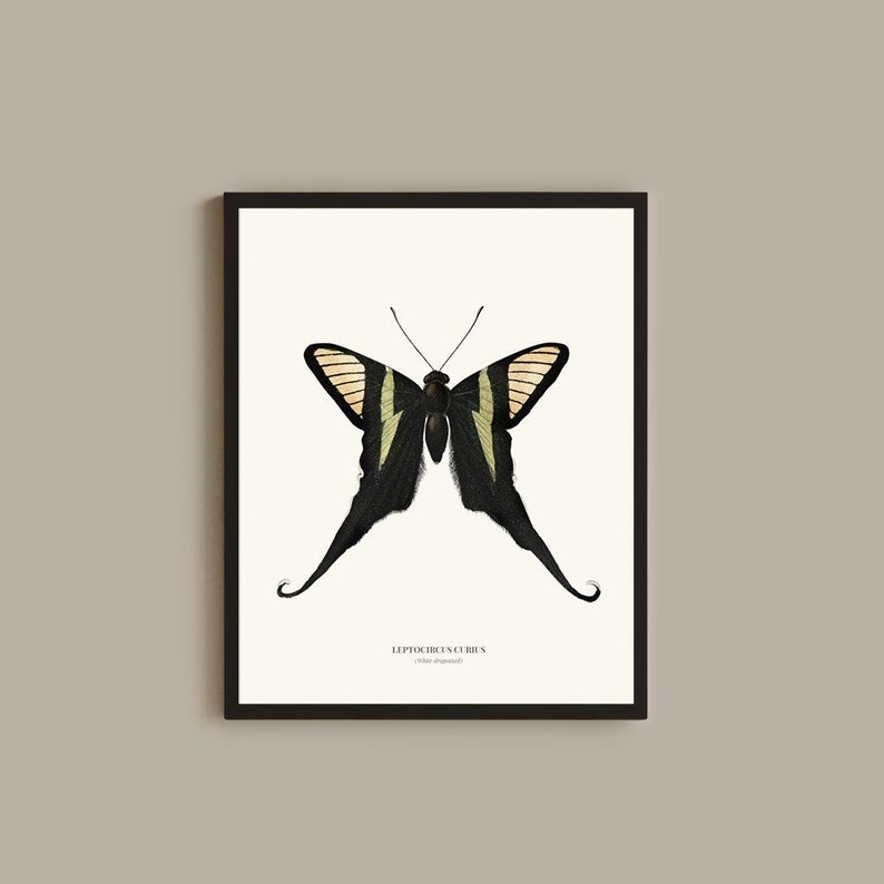 Vintage White dragontail Print Wall Art
