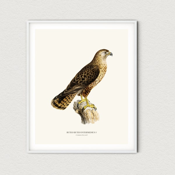 vintage Common Buzzard Print