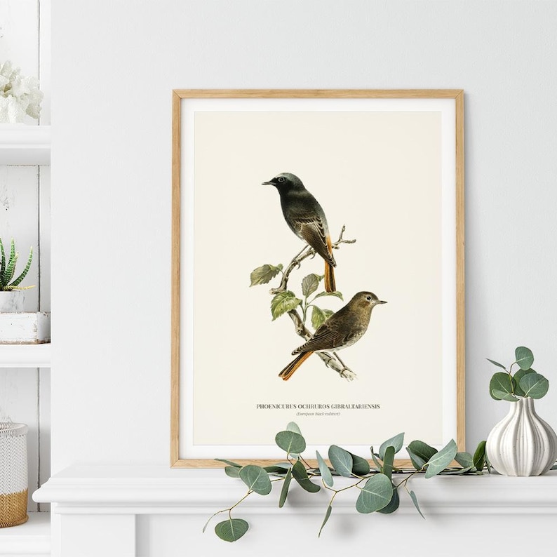 Vintage Black redstart Print Wall Art