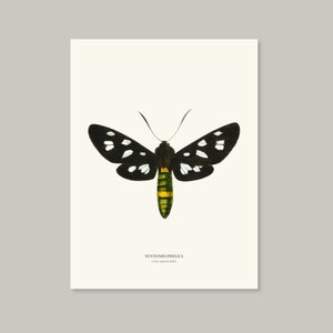 Vintage Nine spotted Moth Print image 8