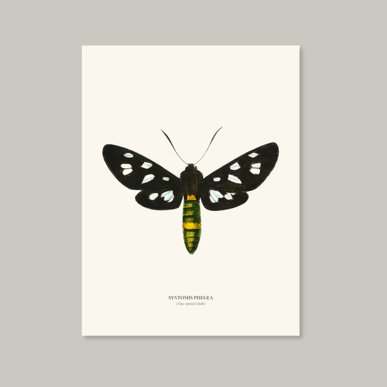 Vintage Nine spotted Moth Print image 8