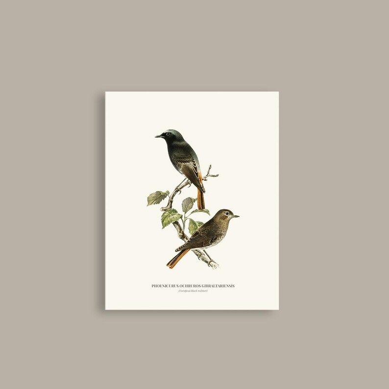 Vintage Black redstart Print Wall Art