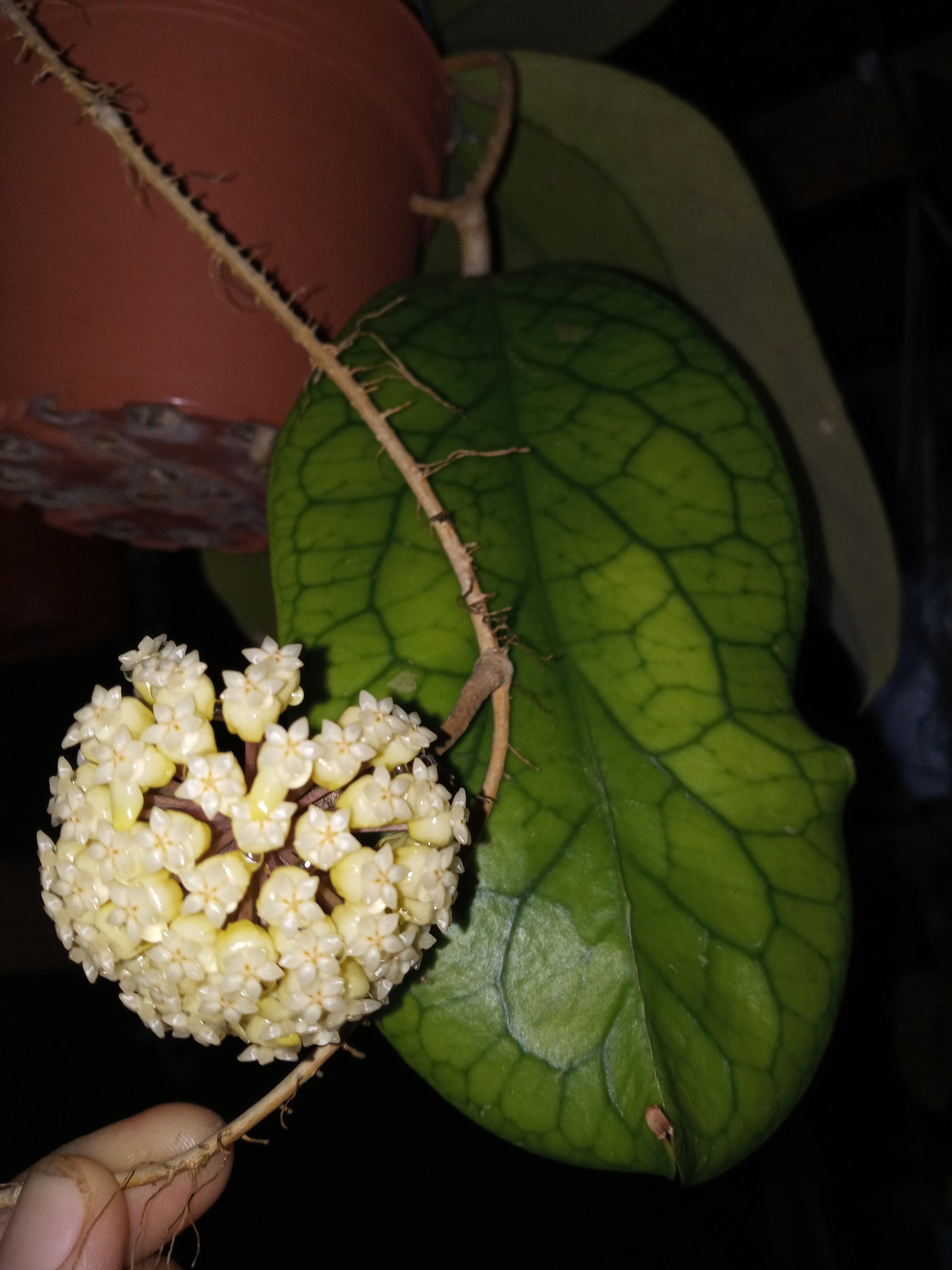 Hoya MT09 Different Choices- Fast Grower With Big Leaves - Etsy
