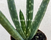ALOE Vera Plant Medicinal Aloe Plant, Drought Tolerant Plant, Easy Care Plant Gift Air Purifying Plant with Medicinal Properties House Plant