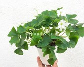 Oxalis Green LIVE Plant Green Shamrocks Oxalis Regnellii Oxalis Lucky Plant Love Plant Wood Sorrel House Plant Home Decoration