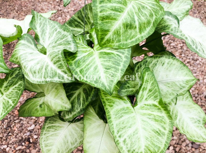 Syngonium White Butterfly Nephthytis Syngonium Arrowhead