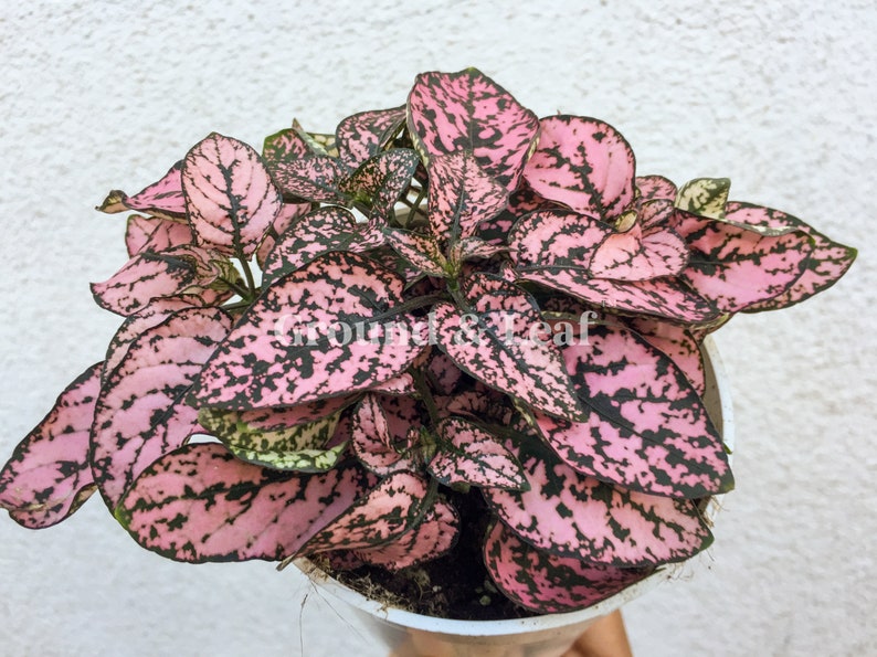 Hypoestes Pink Splash Plant Polka Dot Plant Freckle Face Hypoestes Pink Splash Plant Polka Dot Plant Freckle Face