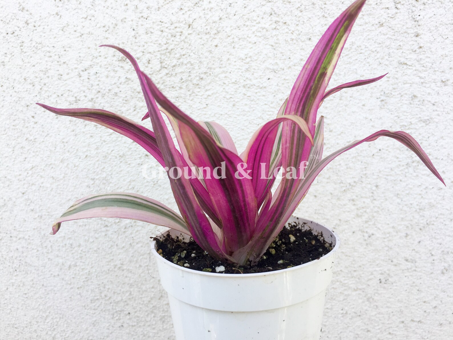 Rhoeo Discolor Tricolor Tradescantia Tricolor Cute Pink Plant Etsy