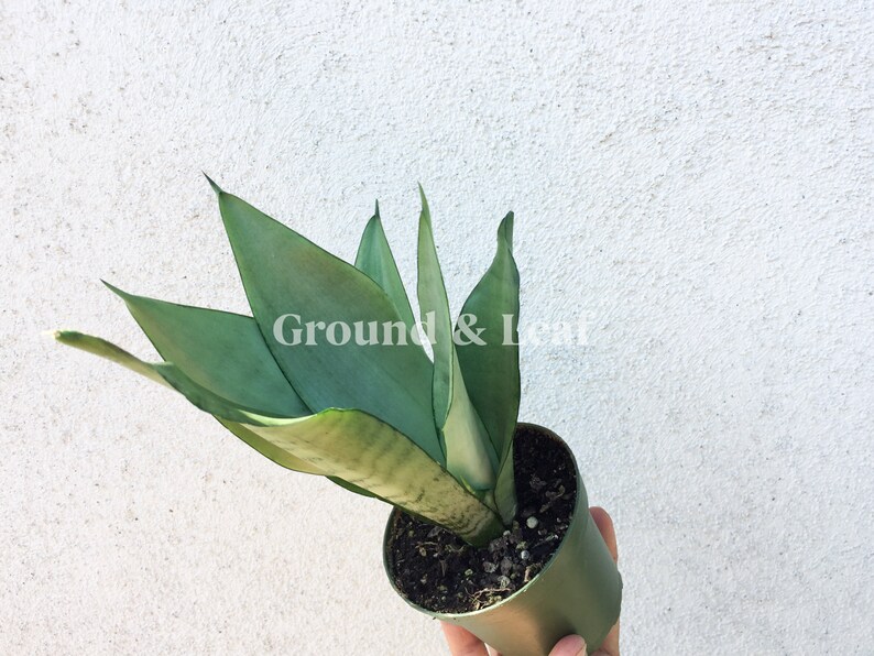 Silver Snake Plant Sansevieria Moonshine Sansevieria ...
