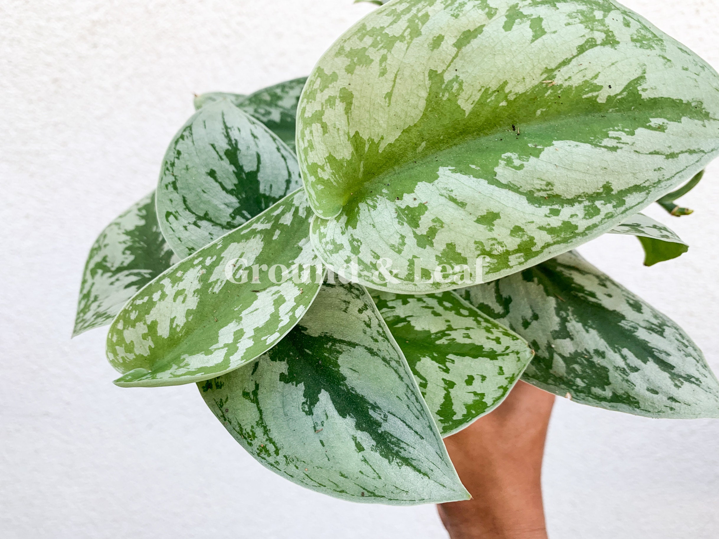 Pothos Exotica Scindapsus Pictus Exotica Satin Pothos Etsy
