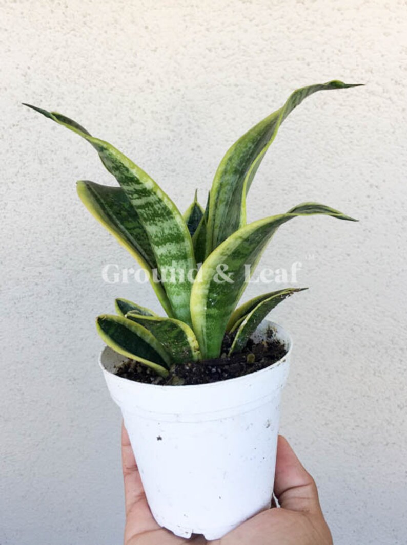 Sansevieria Trifasciata Twist Rare Sansevieria Twist | Etsy