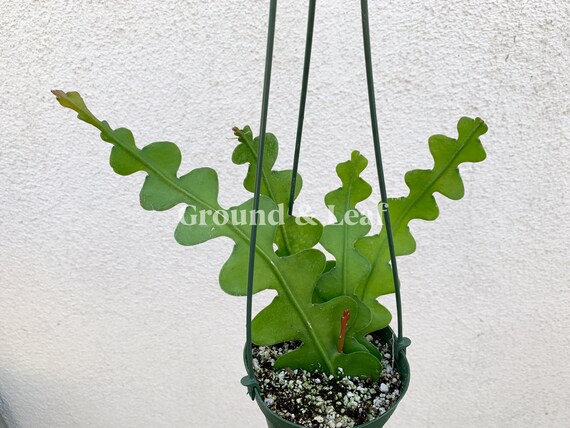 Ric Rac Cactus Epiphyllum Anguliger Hard To Find Zig Zag Etsy Ric Rac Cactus Epiphyllum Anguliger Hard To Find Zig Zag Etsy