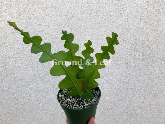 Epiphyllum Anguliger Ric Rac Cactus Hard To Find Zig Zag Etsy Epiphyllum Anguliger Ric Rac Cactus Hard To Find Zig Zag Etsy