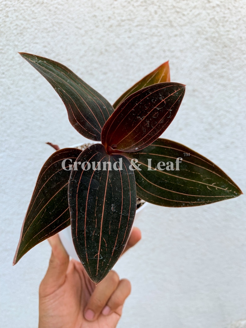 RARE Ludisia Discolor Black Jewel Orchid Plant Rare Indoor ...