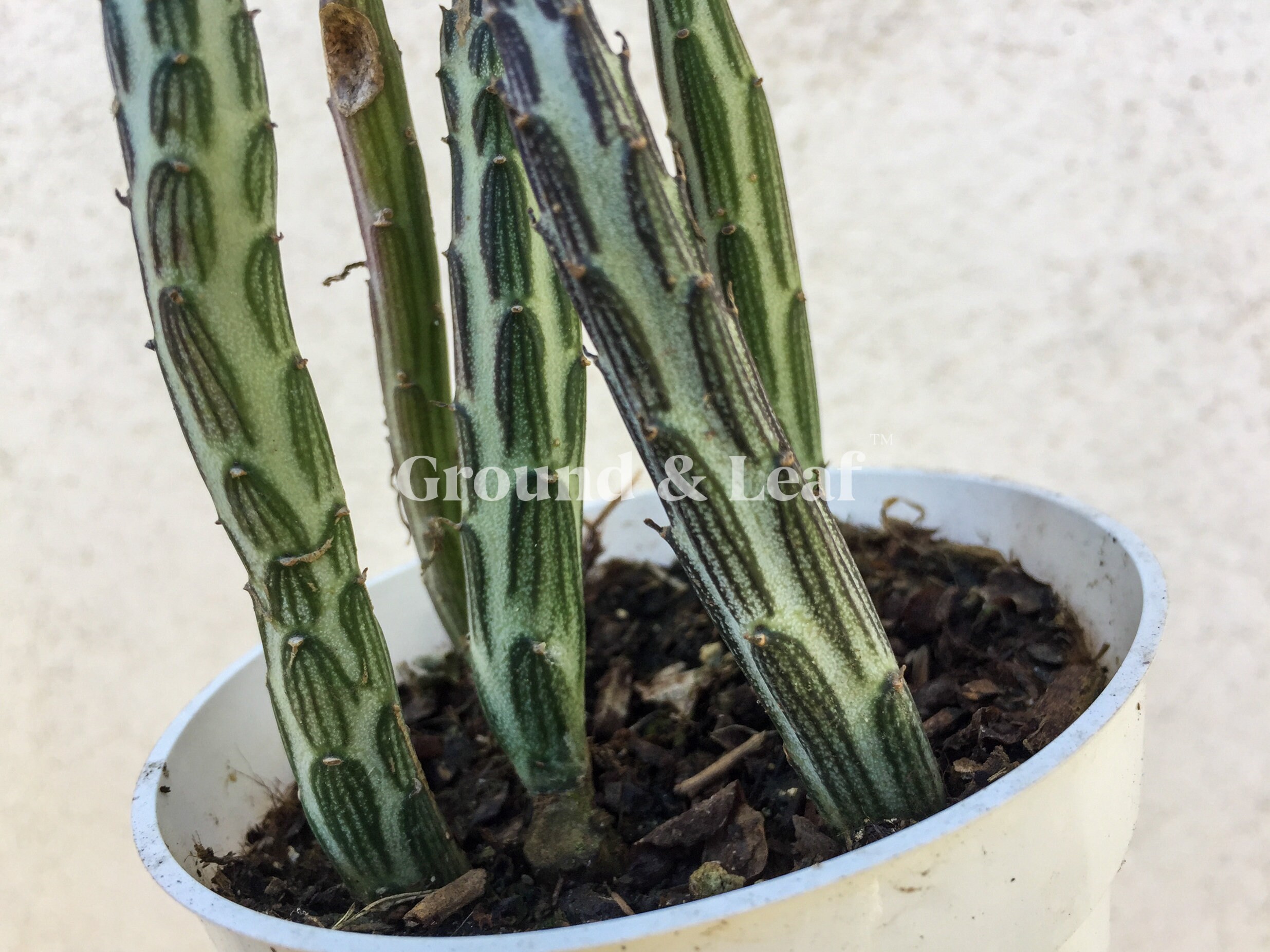 Swizzle Sticks Succulent Senecio Stapeliaeformis Peppermint Etsy