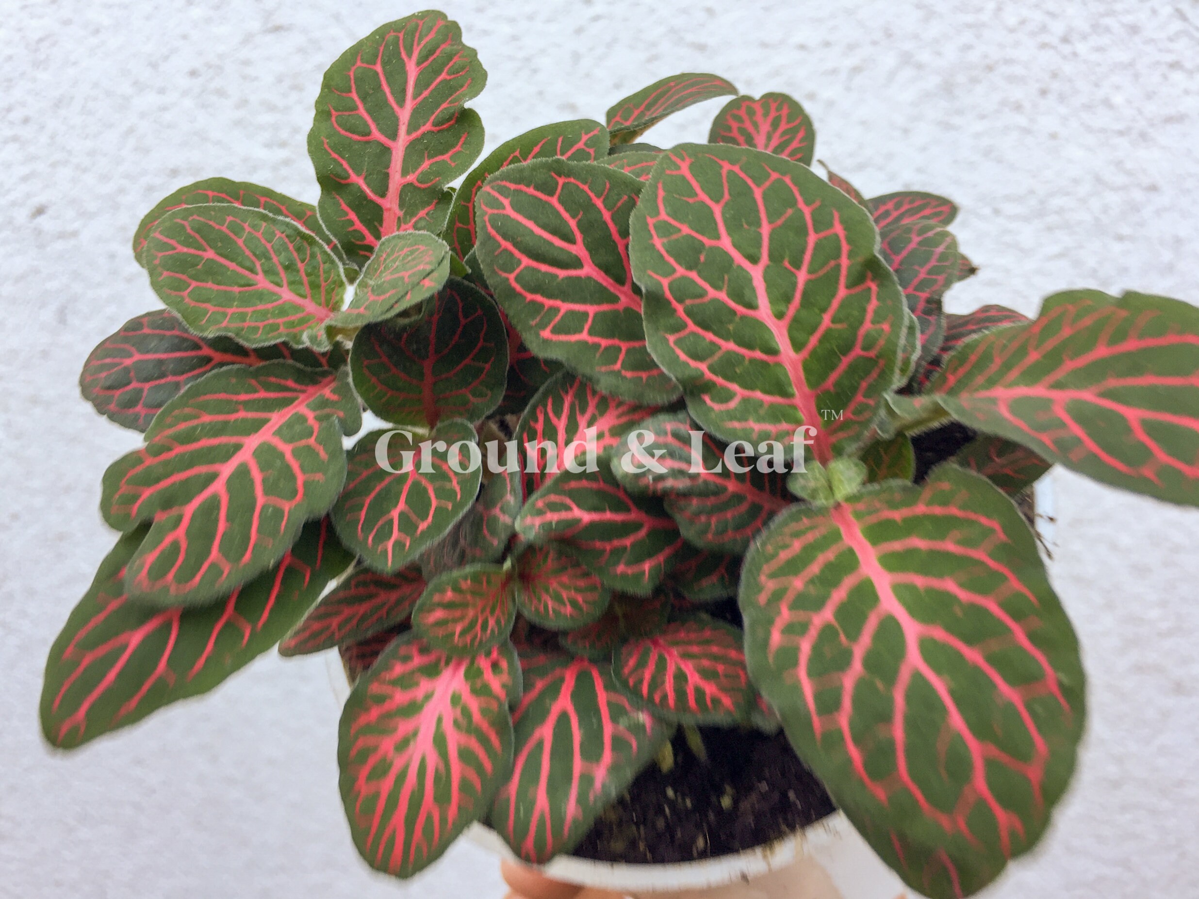Fittonia Red Nerve Plant RED Fittonia Red Vein Foliage