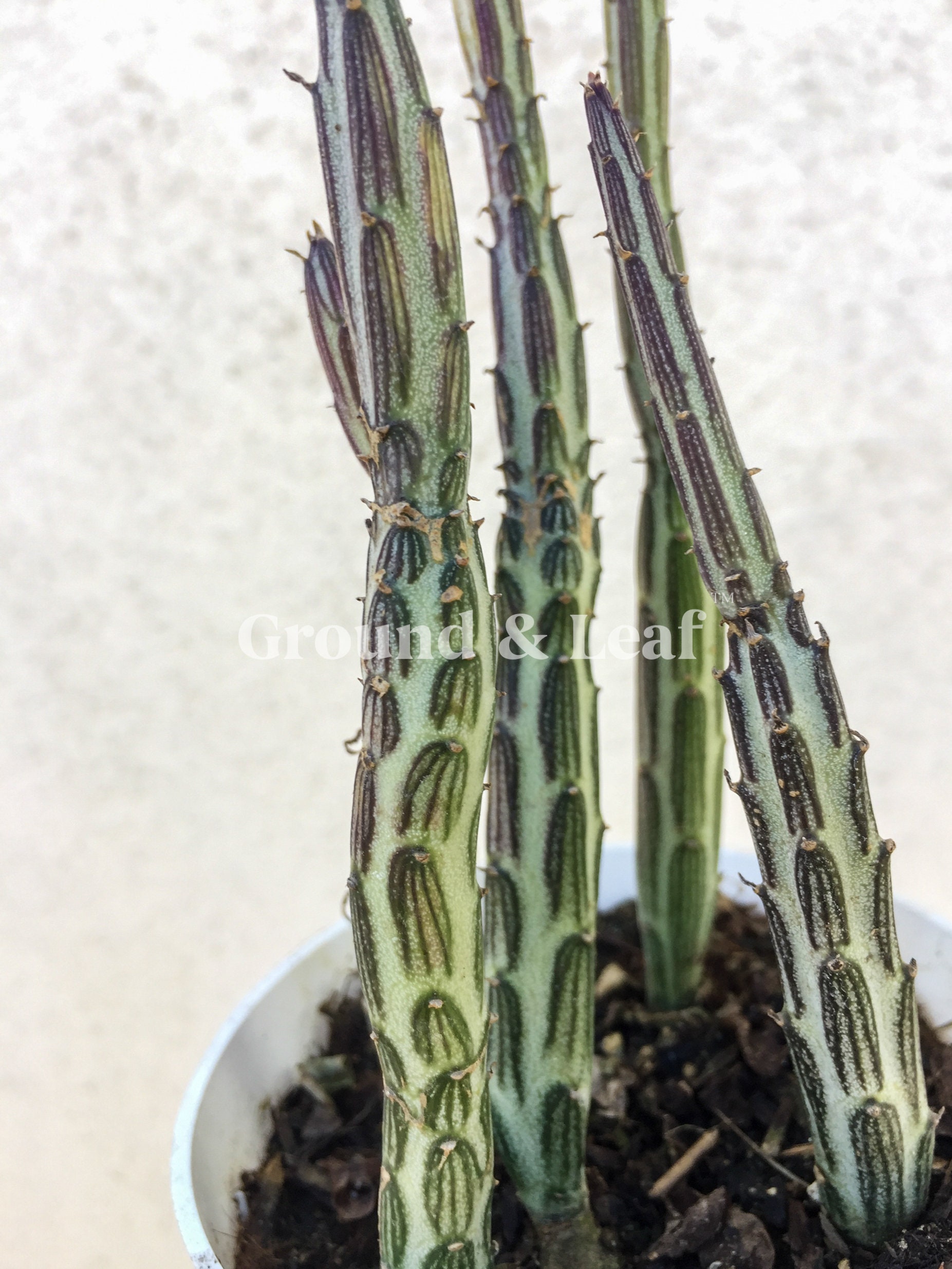 Swizzle Sticks Succulent Senecio Stapeliaeformis Peppermint Etsy