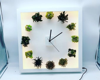 Horloge Végétale Stabilisée Lumineuse Led