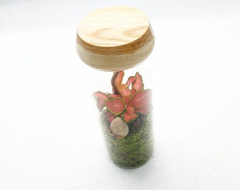 Mini Terrarium Led Végétal