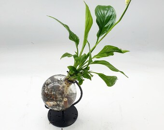 Terrario acquatico con trottola