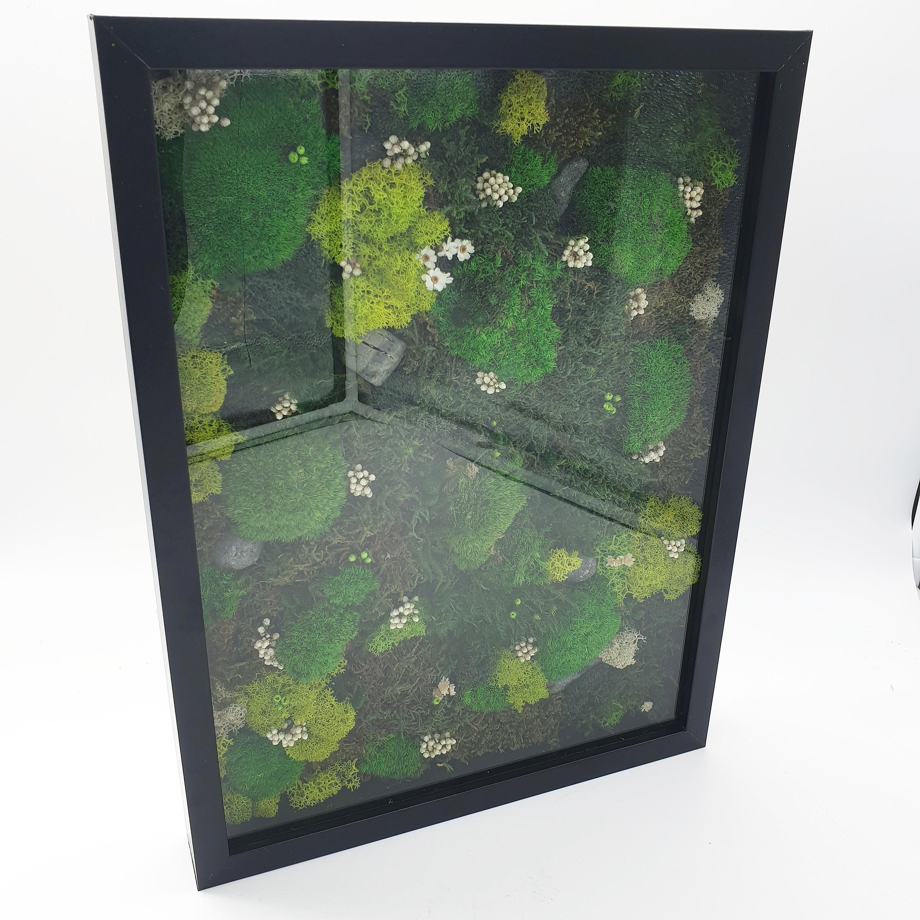 Tableau Végétal Stabilisé Sous Verre