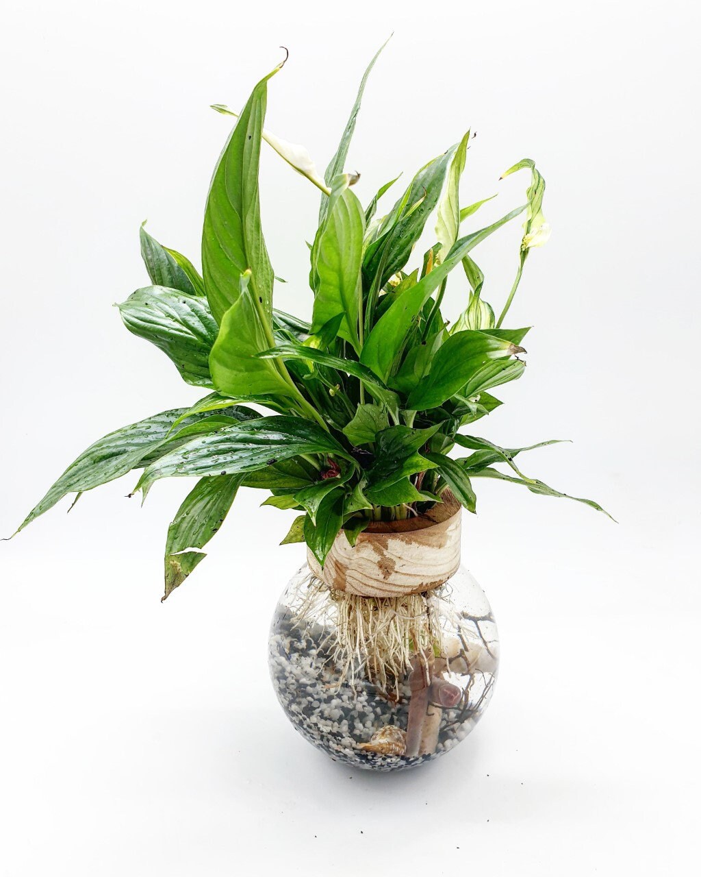 Terrarium Aquatique Woody Bowl