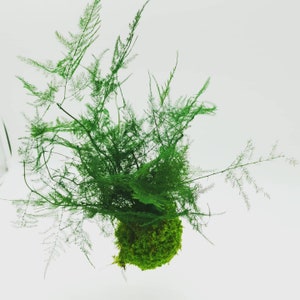 Op de afbeelding: Een groene mosbal met lange, dunne, groene aspergevarenbladeren die eromheen groeien.
