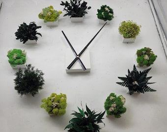Preserved plant clock