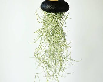 Medusa Tillandsia Plant Suspension