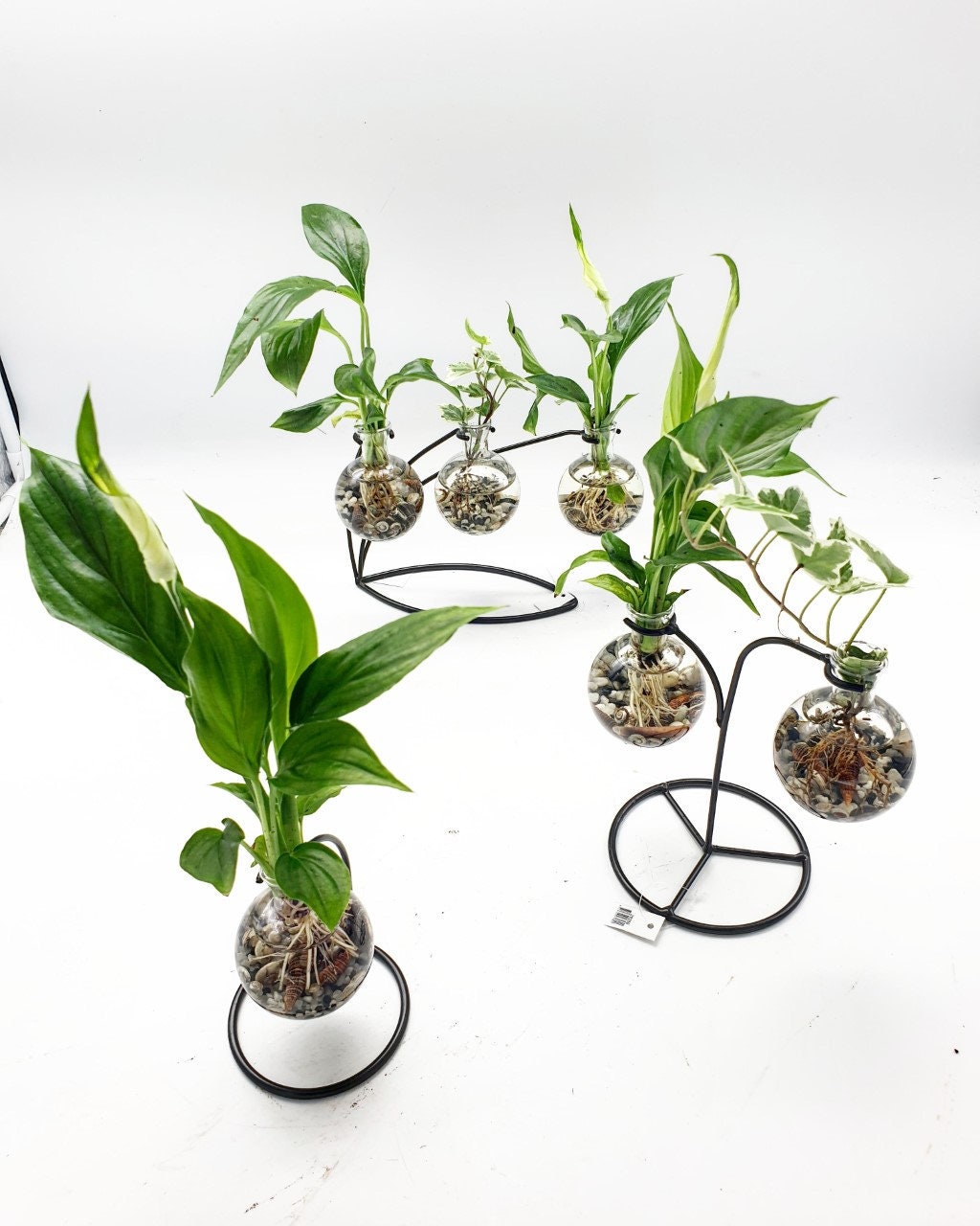 Terrarium Aquatique Fiole