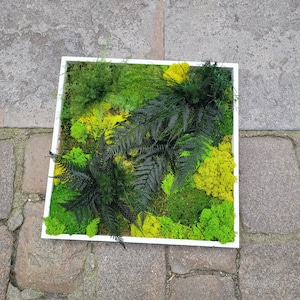 May include: A square, white-framed artwork displaying a lush arrangement of preserved moss and ferns. The piece features a variety of green shades, from deep forest green to bright lime and chartreuse, creating a textured, natural display.