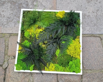 Nouk Square Stabilized Plant Wall Art for interior decoration, an original gift idea for him or her