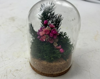 Small Stabilized Plant Terrarium